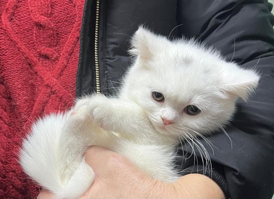 Motan British Shorthair alb