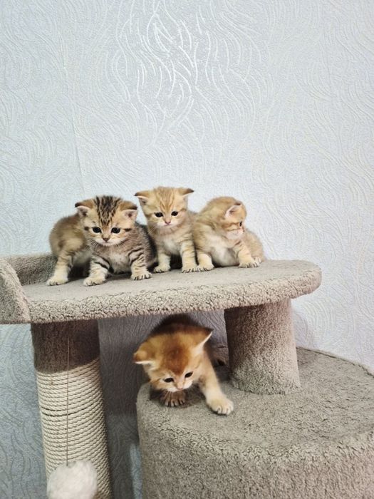Котята британская шилшилла