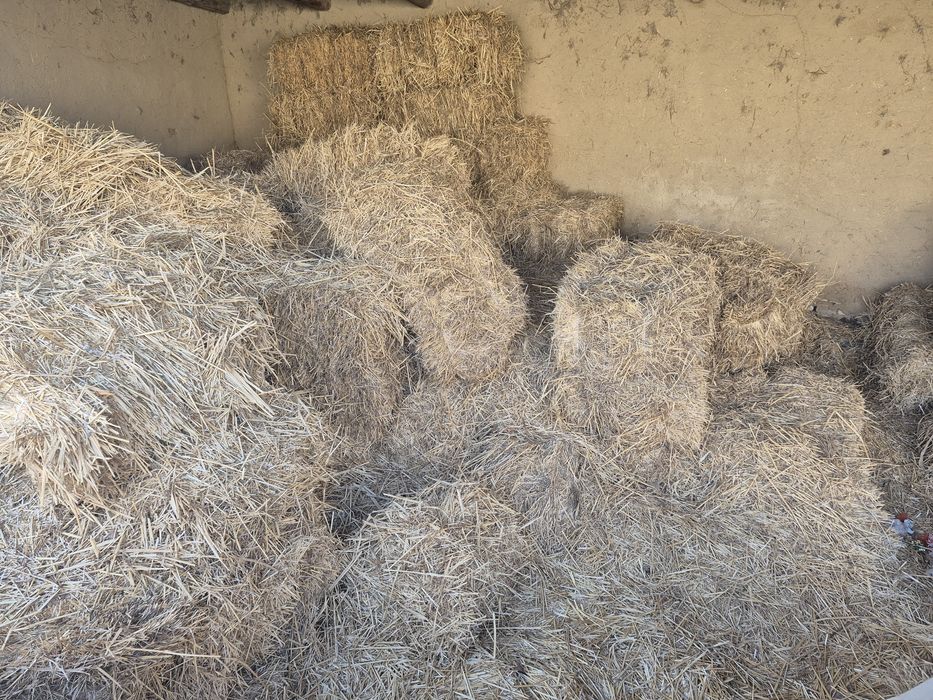 Сомон дагал хашак беда прес сотилади