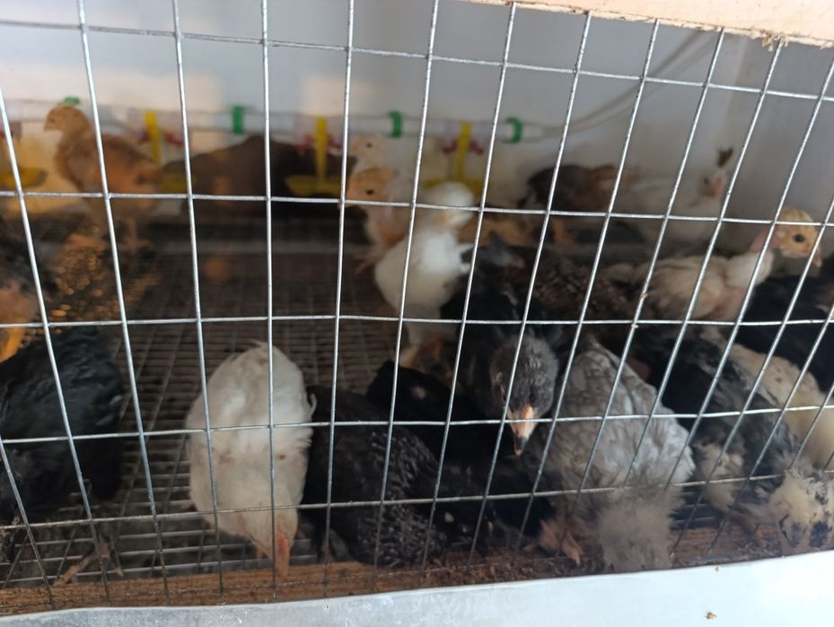 Цыплята домашние