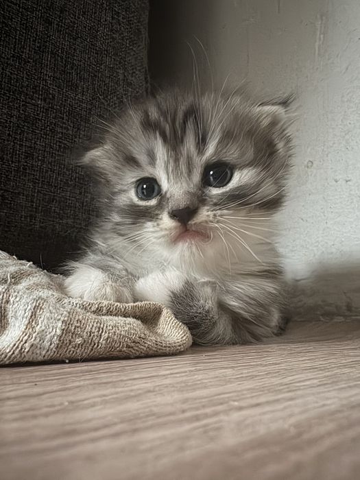 Продам кошка мальчик