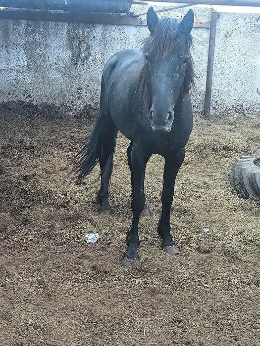 Семиз бие сатам 2бас