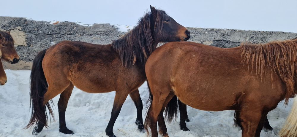 Продам байтал ..