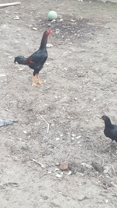 SHamo zotli juja sotiladi narxi