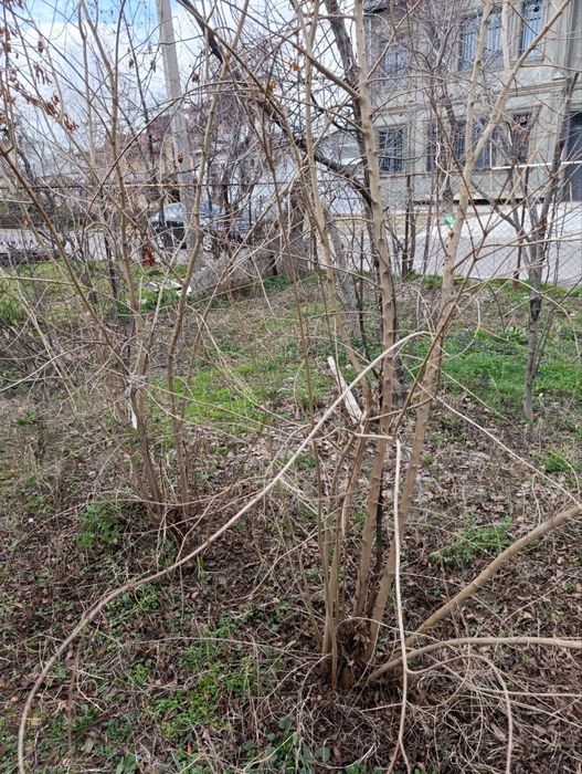 Продаются Саженцы граната