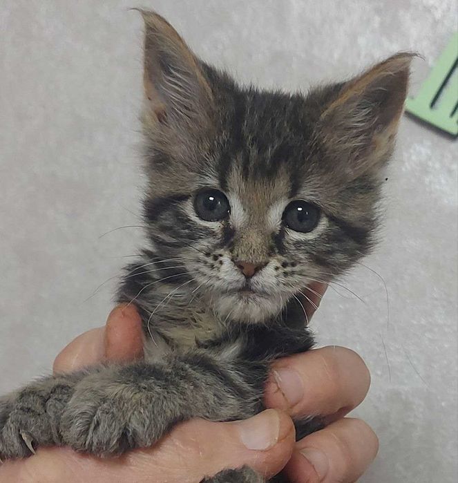 Кошечка 2 месяца мейн кун