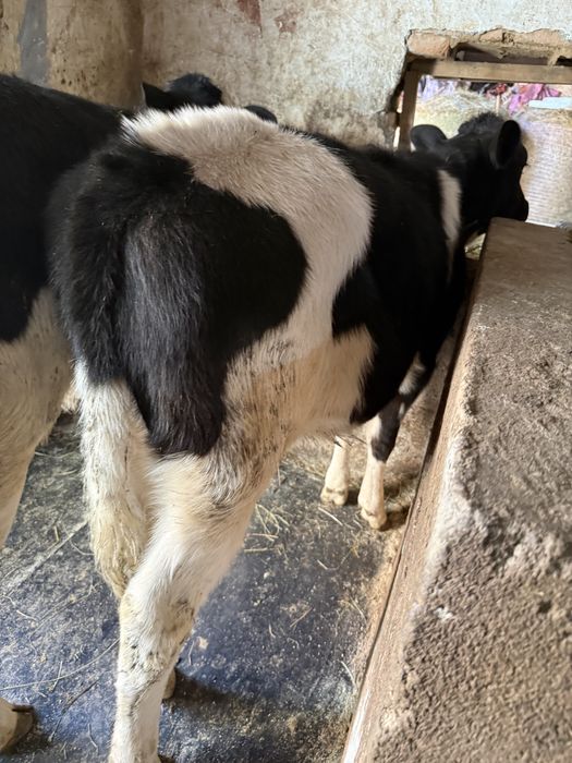 Vand 2 vitele intarcate