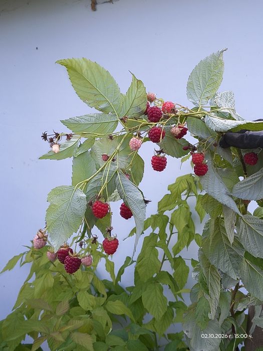 Продавам малини сорт Люлин