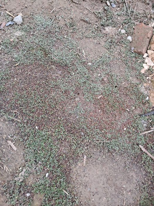 Семена Клевера месные