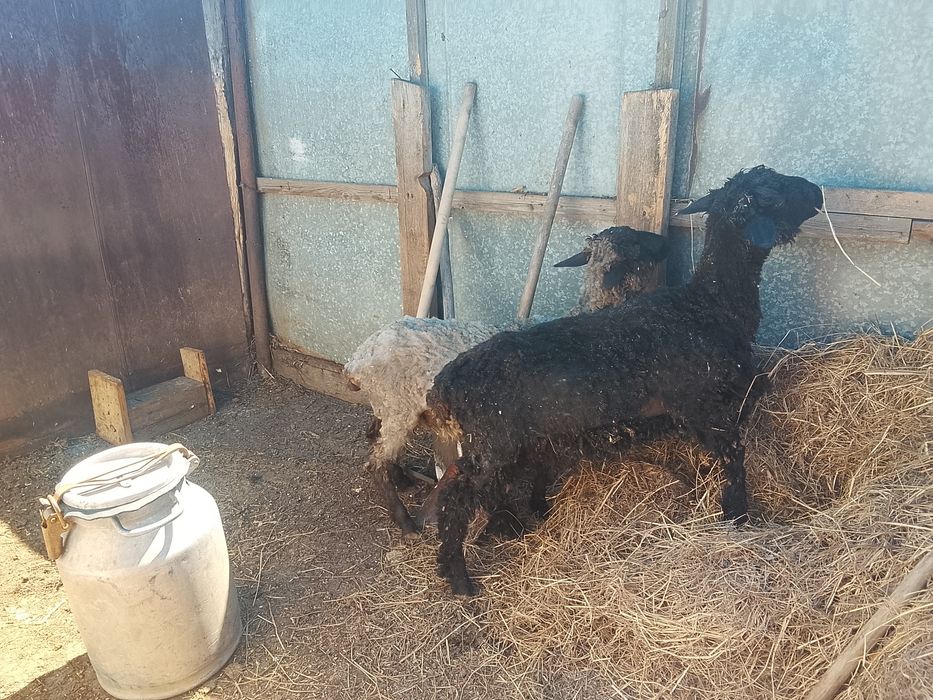 Продам т о к т ы