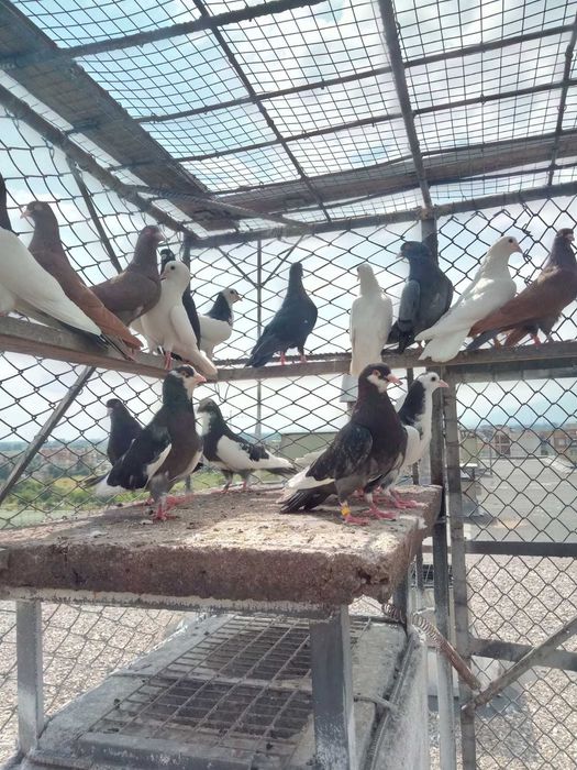 Пазарджишки  високолетачи гълаби.