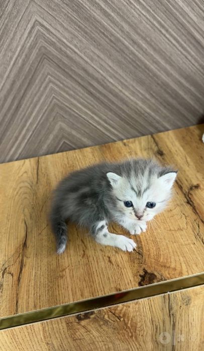 Британские скоттиш страйты