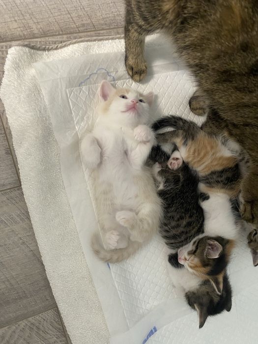 Котята три мальчика и одна девочка