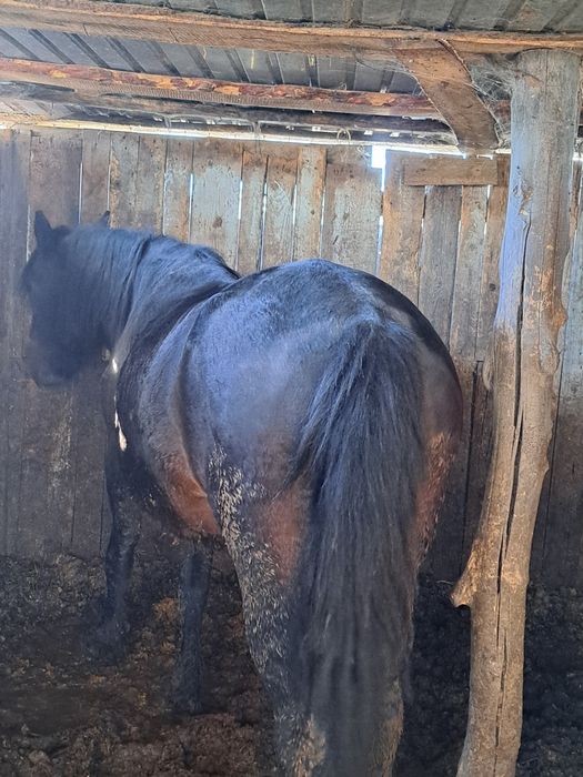 Продам бие кобылу семиз жирная