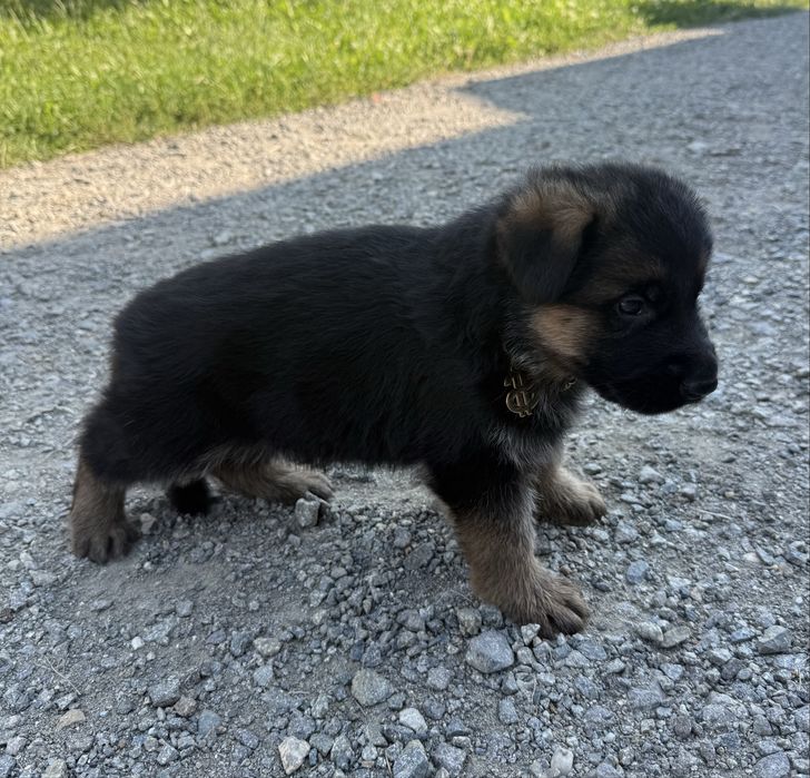 Pui ciobanesc german cu pedigree