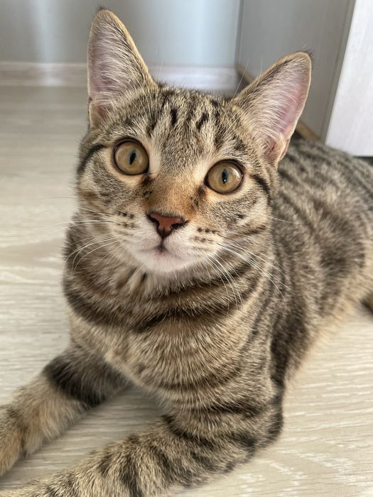 Отдам в добрые руки кота