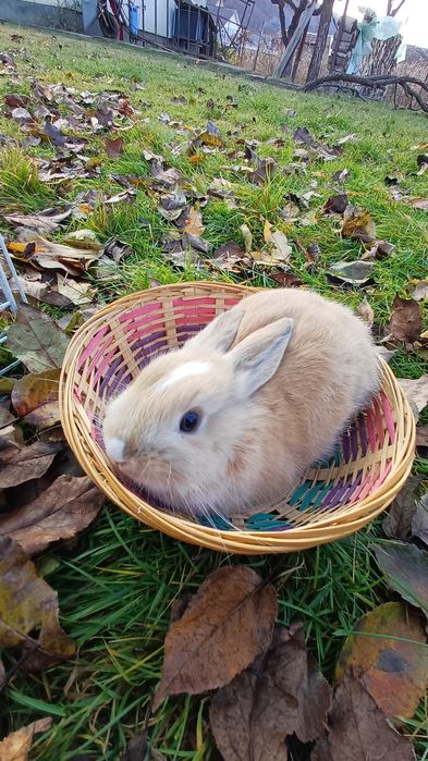 Iepurași pitici blânzi, 8-10  săptămâni, ideali ca animale de compani