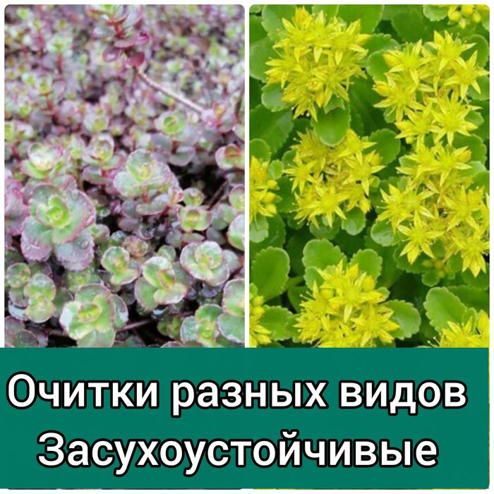 Цветы многолетние садовые