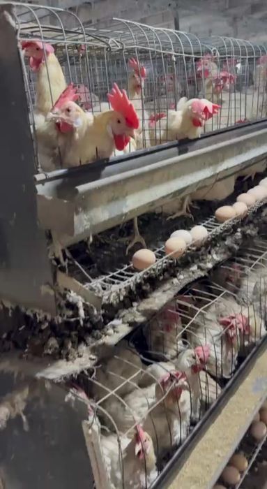 Ломан Сенди товуклари сотилади ок фирма товуклари тухумда абёмда бор