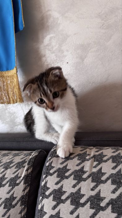 Шотлански и Британес котят