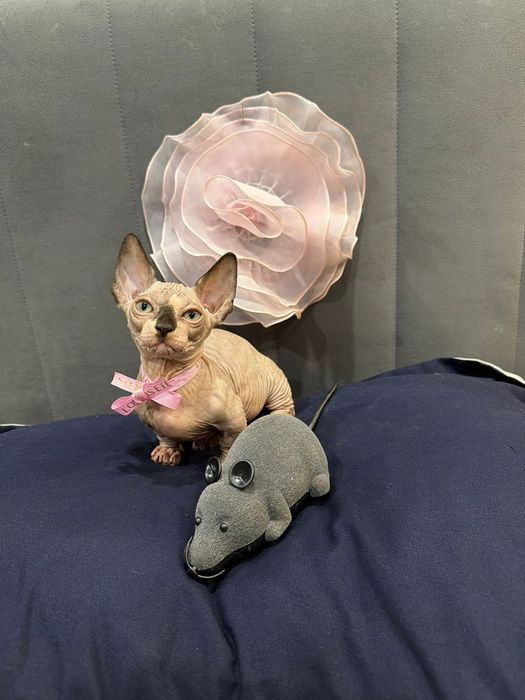 Шикарные сфинксы бамбино и эльф