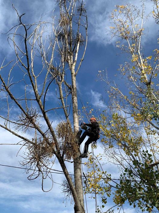 Defrisari-toaletari, curatenie terenuri, evacuat resturi