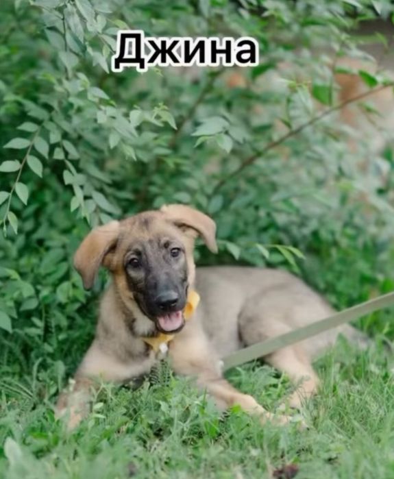 Пристраиваем девочек самым лучшим родителям!!!