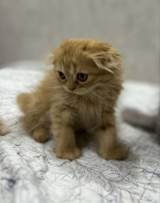 Котенки мушукчалар