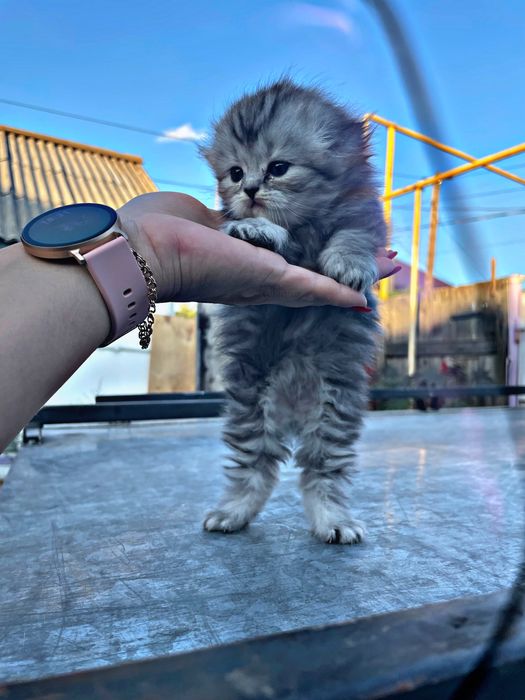 Котята шиншилла