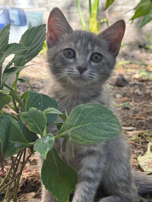 Отдам котенка в добрые руки