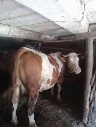 Vaca  românească