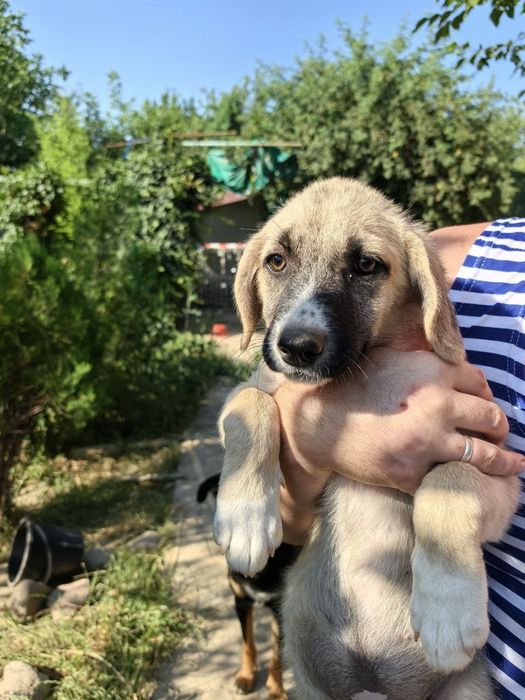 Продаются щенки, 2,5 месяца