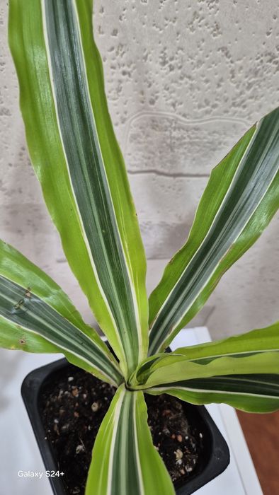 Драцена душистая Лемон лайм