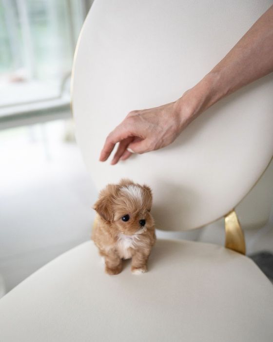 Maltipoo mini toy /poodle tea-cup pudel toy Bucuresti Sectorul 1 • OLX.ro