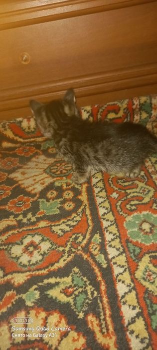 Котята Mushukchalar