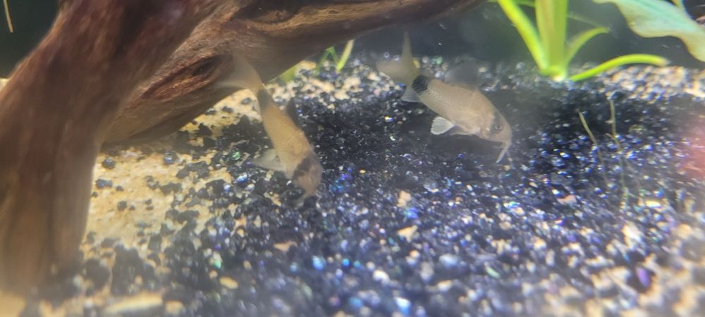 продам рыбу коридорас панда