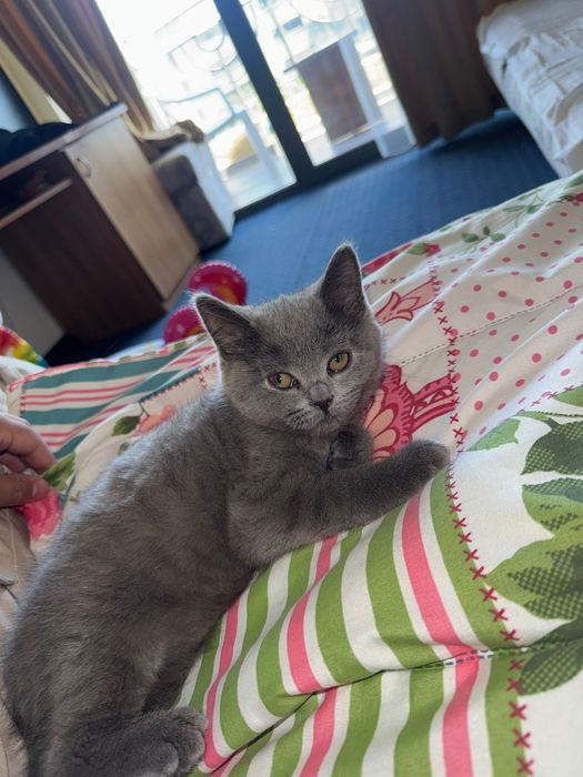 котенце на 4 месеца Шотландска фолд
