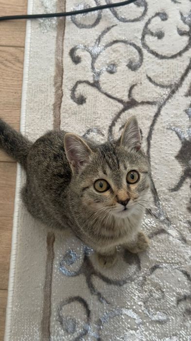 Отдам котёнка в хорошие руки