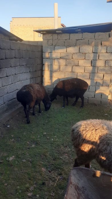 Қойлар сатылады семіз