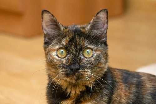 Мысык, Кошка девочка, 1 год