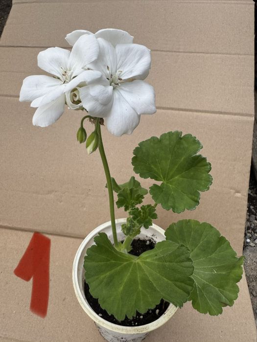 Мушкато различни цветове калиопе