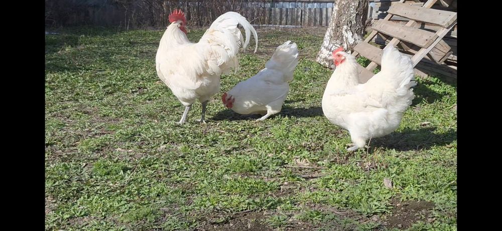 Продается куры Австралорп