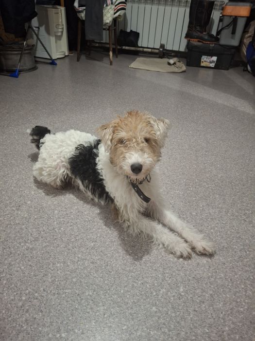 Продаётся  фокстерьер