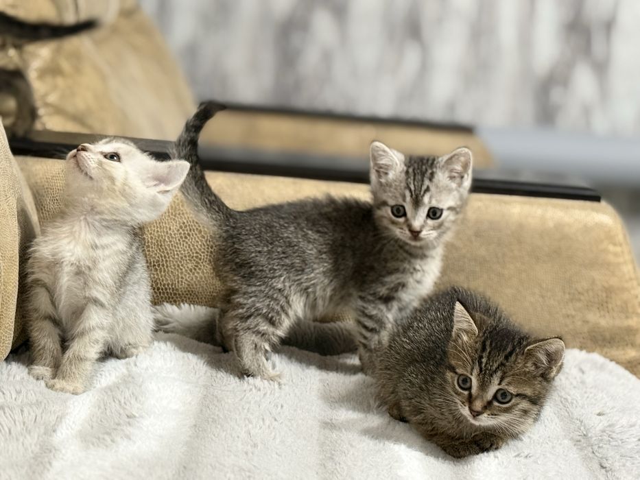 Милейшие котята