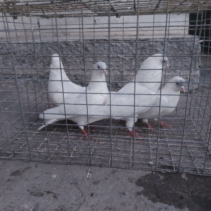 Туркмени лет с игрой гарантия