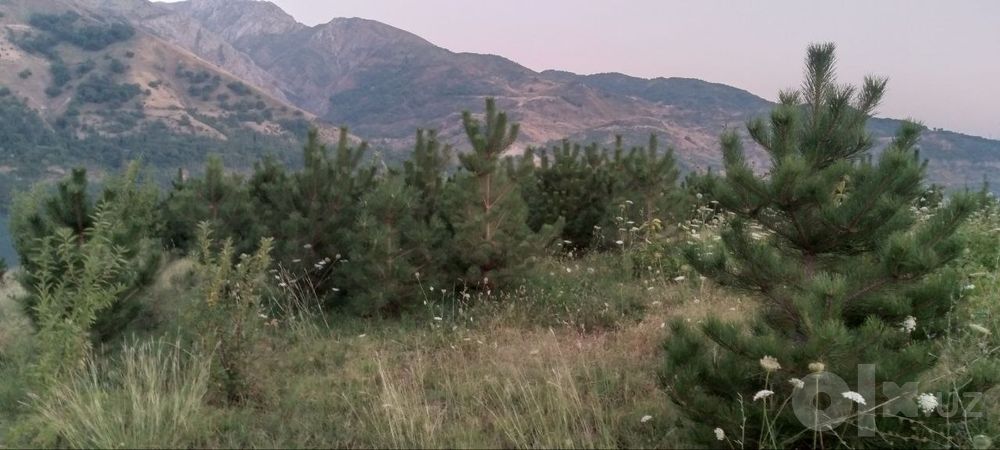 Manzarali daraxtlar va archalar sotiladi