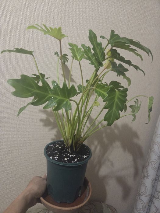 Филодендрон Xanadu 'Gold'