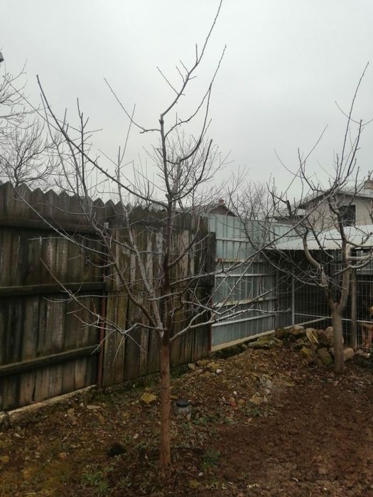 Toaletare pomi fructiferi Ploiesti