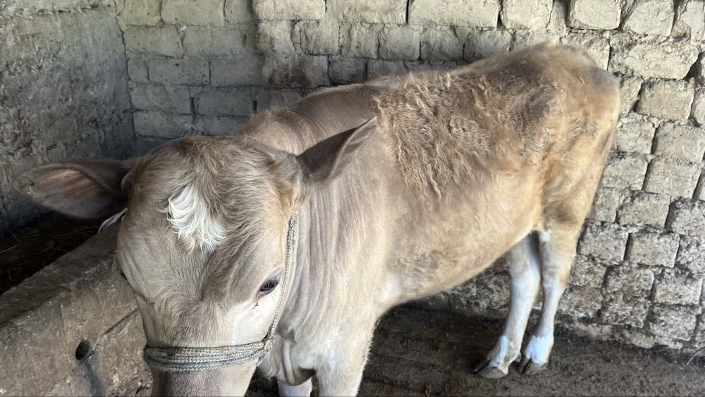 Екы бас урғашы бзаудар