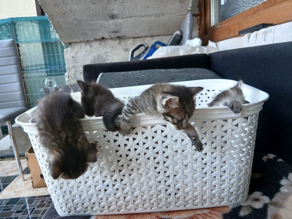 Gratis Pisoi trei baieti si o fetita.